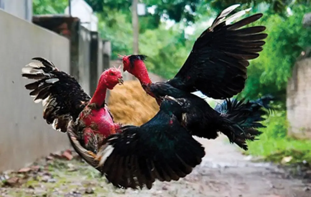 Cho gà vần đòn, vần hơi mỗi ngày để nâng cao sức chịu đòn