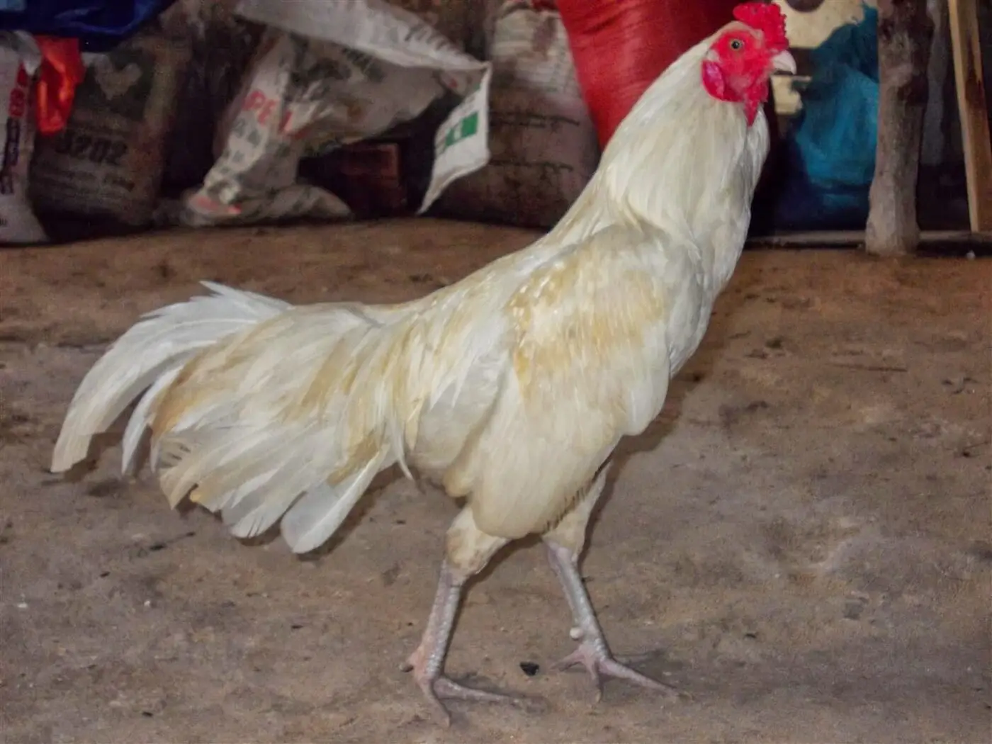 Gà nhạn có lông trắng sáng, thuộc top chiến kê dũng mãnh